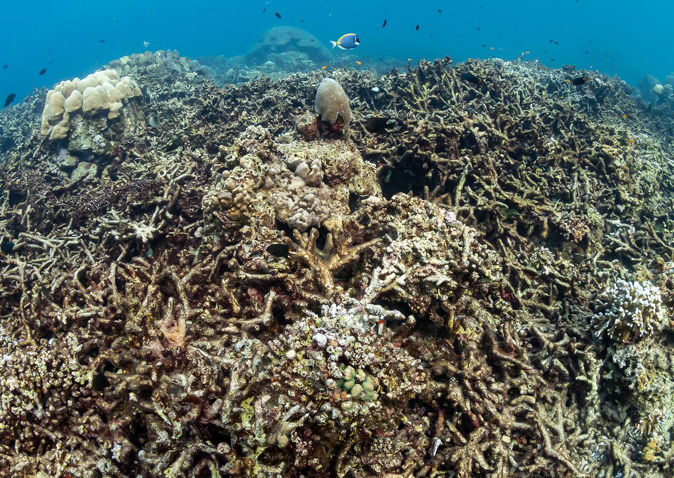 Dead, bleached coral reef - Rising sea temperature and global warming are killing coral reefs worldwide